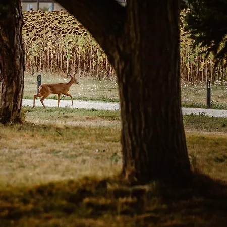 Domaine De Boulouch